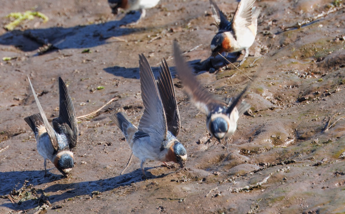 Cliff Swallow - ML618332735