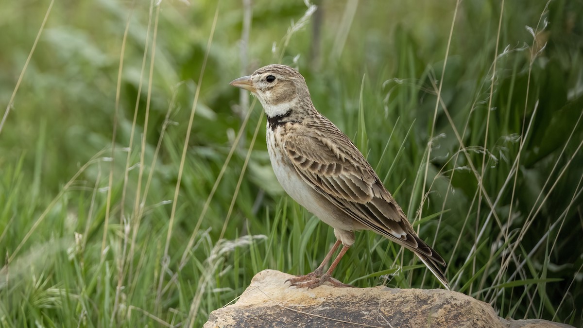Calandra Lark - Korhan Urgup