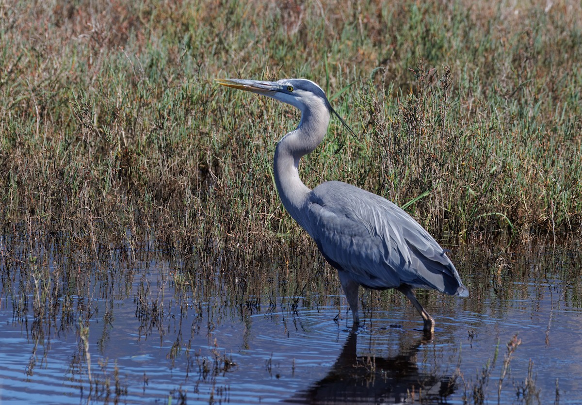 Great Blue Heron - ML618332758