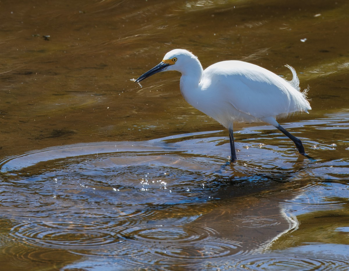 Snowy Egret - ML618332771