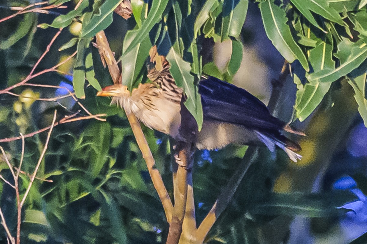 Guira Cuckoo - Amed Hernández