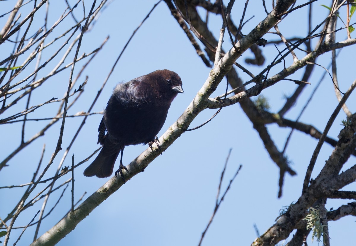 Brown-headed Cowbird - John Callender