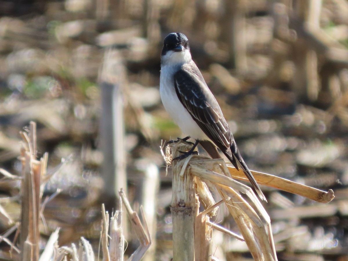 Eastern Kingbird - ML618332814