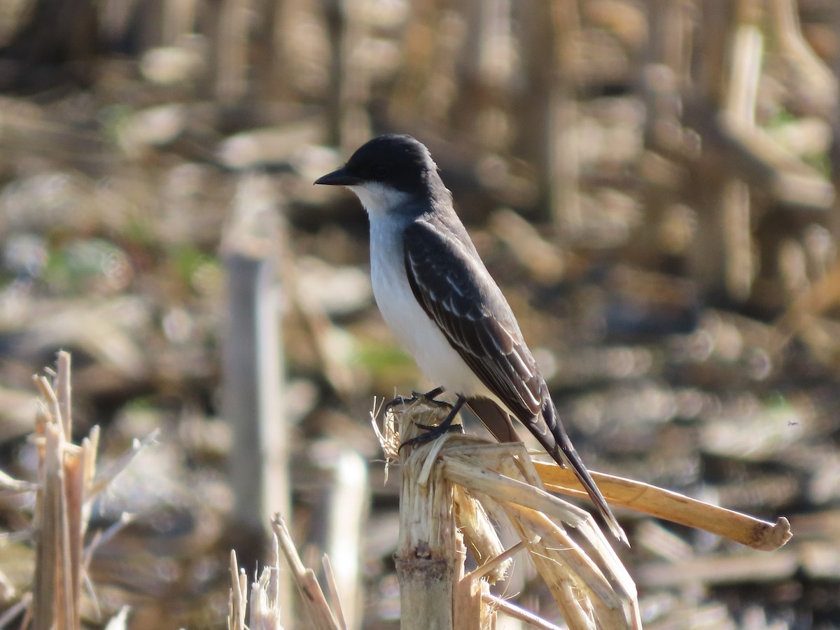 Eastern Kingbird - ML618332815