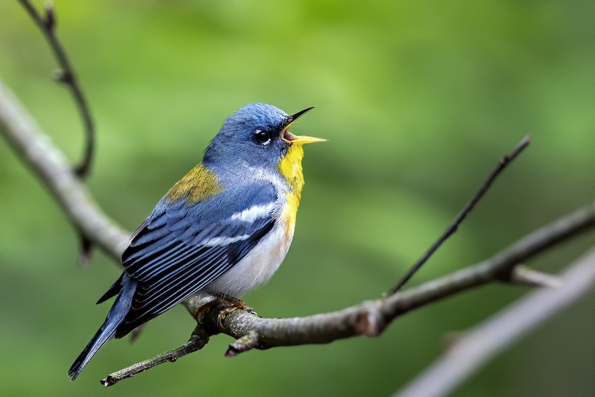 Northern Parula - ML618332826