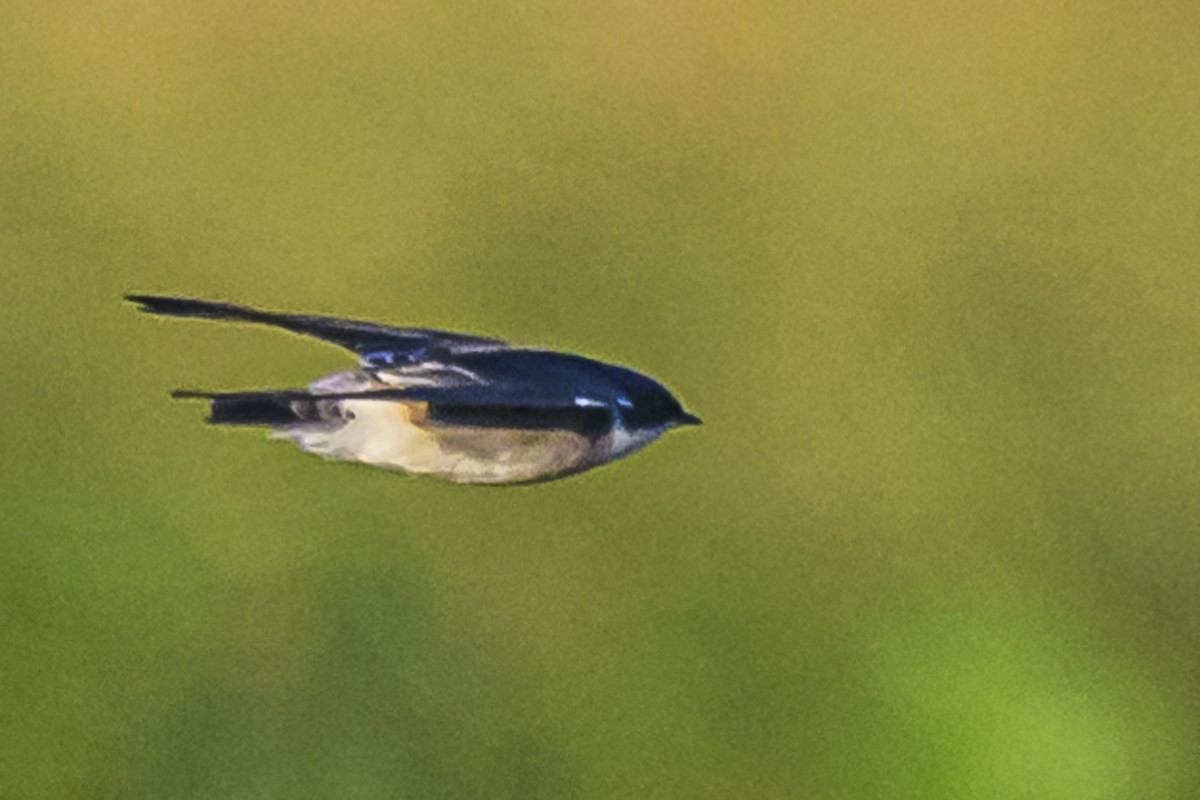 White-rumped Swallow - ML618332828