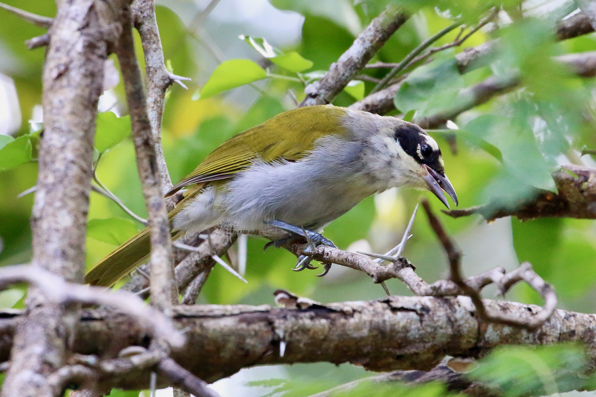 Black-crowned Palm-Tanager - ML618332831