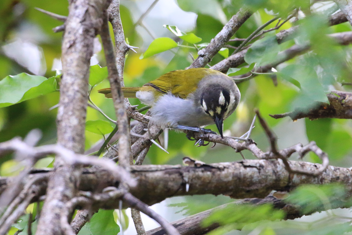 Black-crowned Palm-Tanager - ML618332837