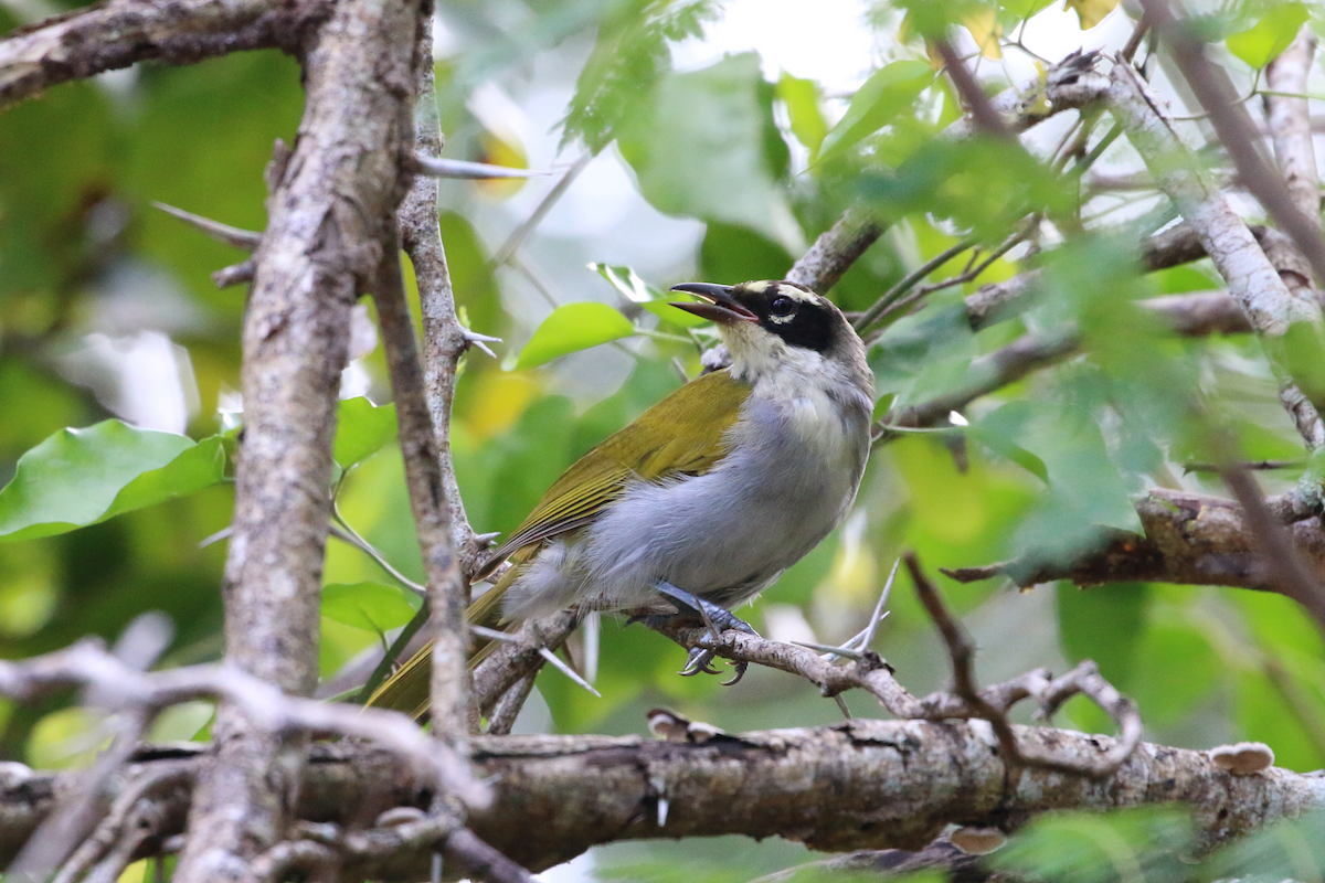 Black-crowned Palm-Tanager - Matthew Eisenson