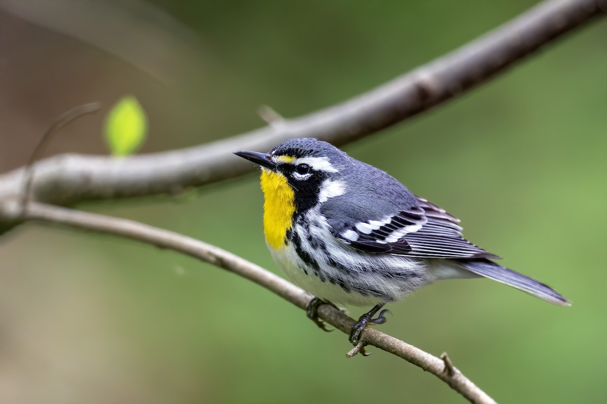 Yellow-throated Warbler - Matthew Addicks