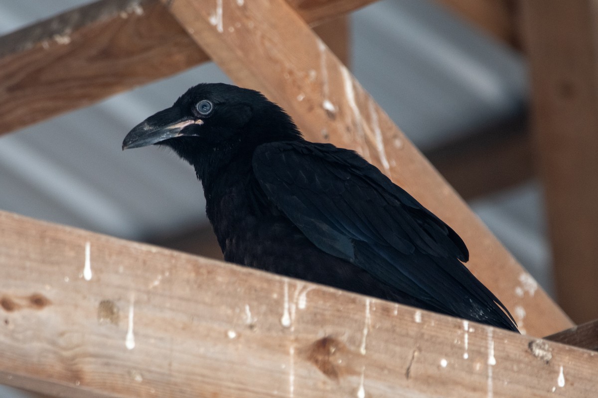 Common Raven - ML618332883