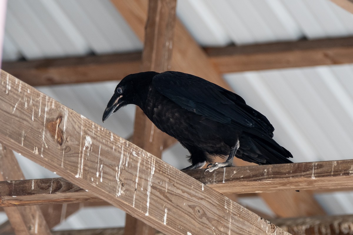 Common Raven - ML618332884