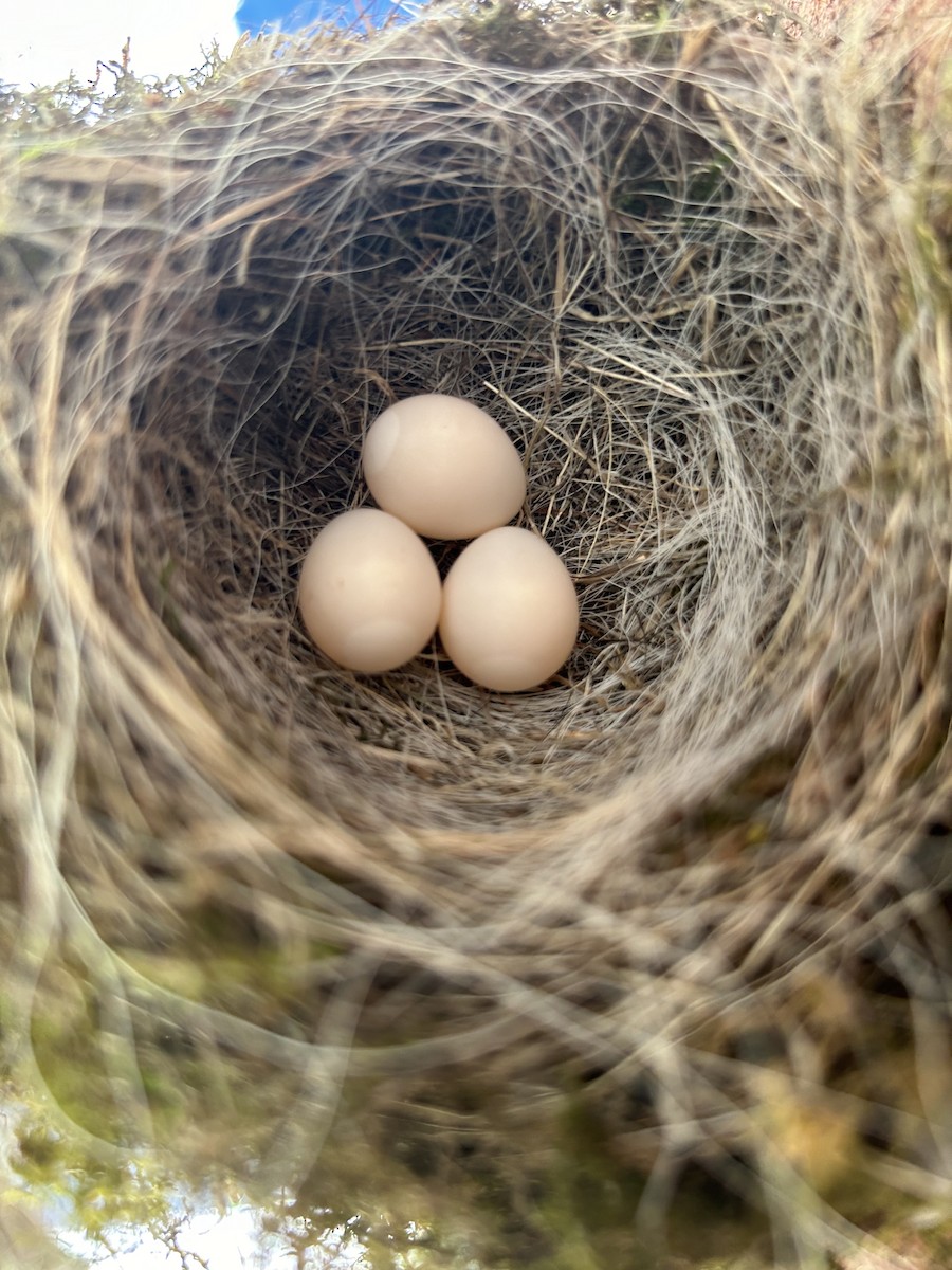 Eastern Phoebe - ML618332896