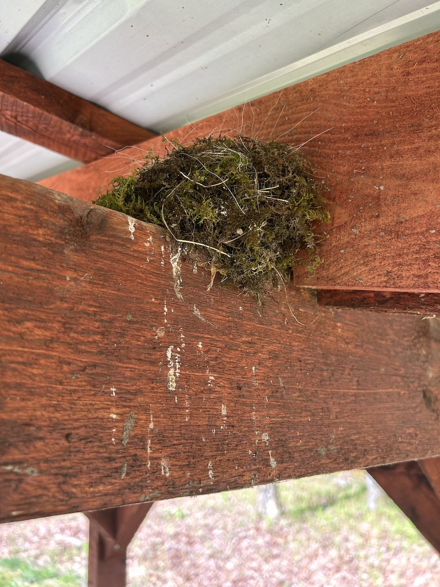 Eastern Phoebe - ML618332897