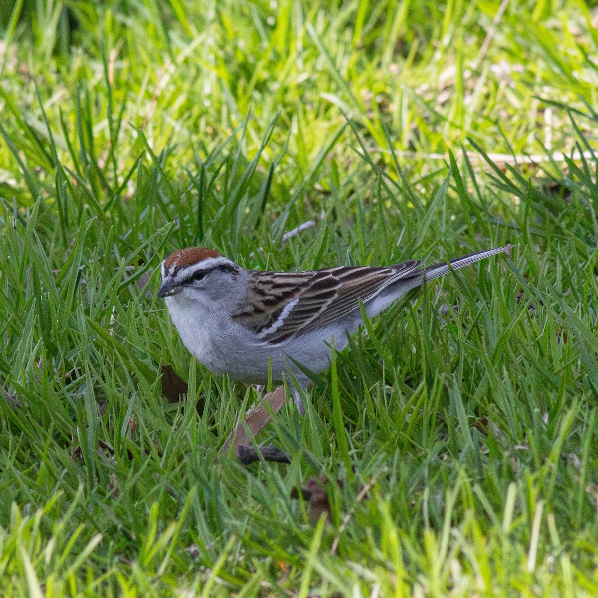 Chipping Sparrow - ML618332914