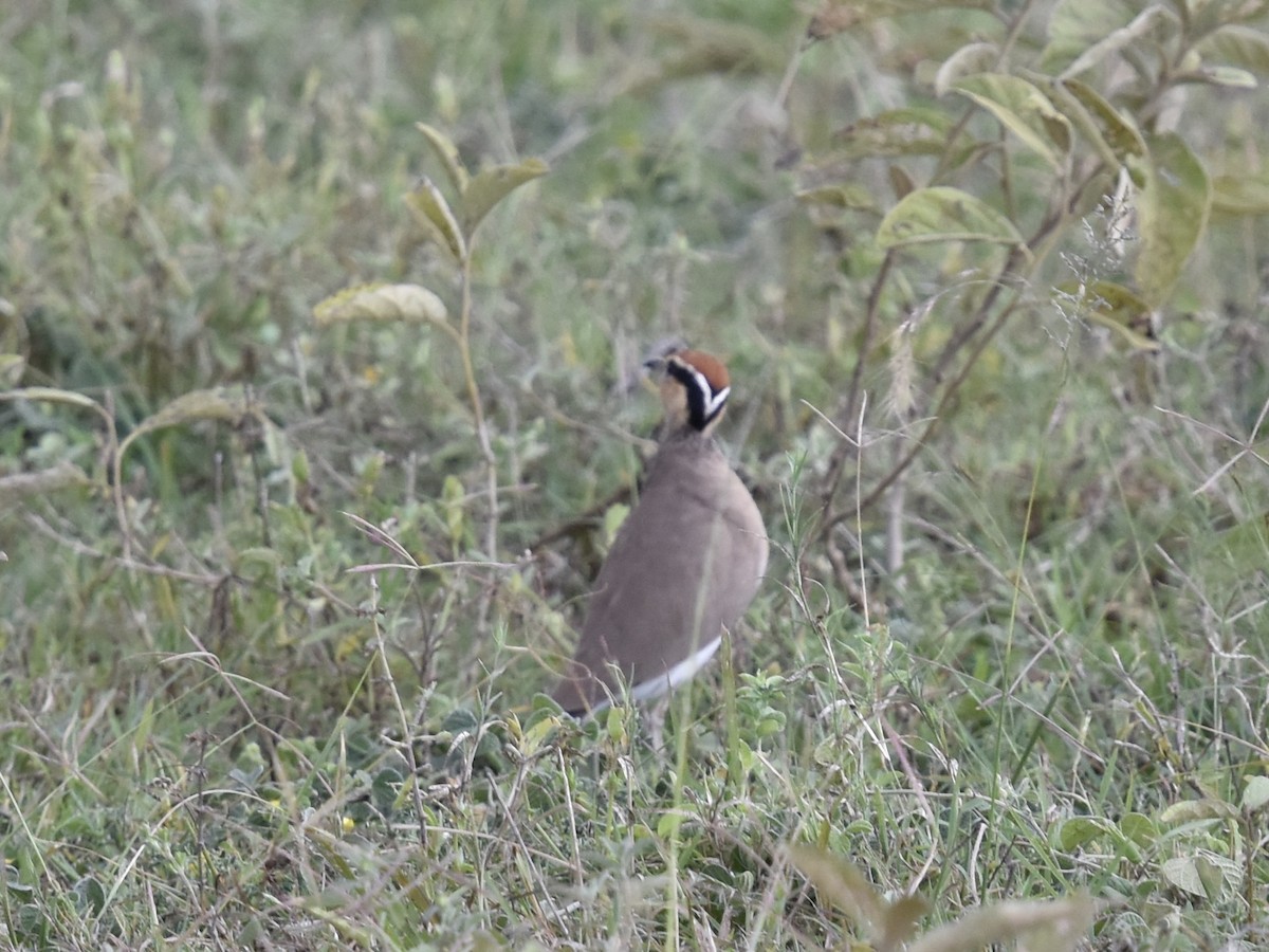 Temminck's Courser - Shirley Bobier