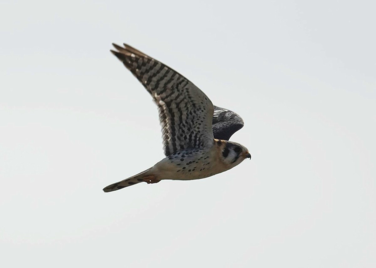 American Kestrel - ML618333007