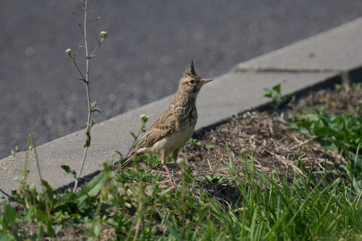 Crested Lark - ML618333012