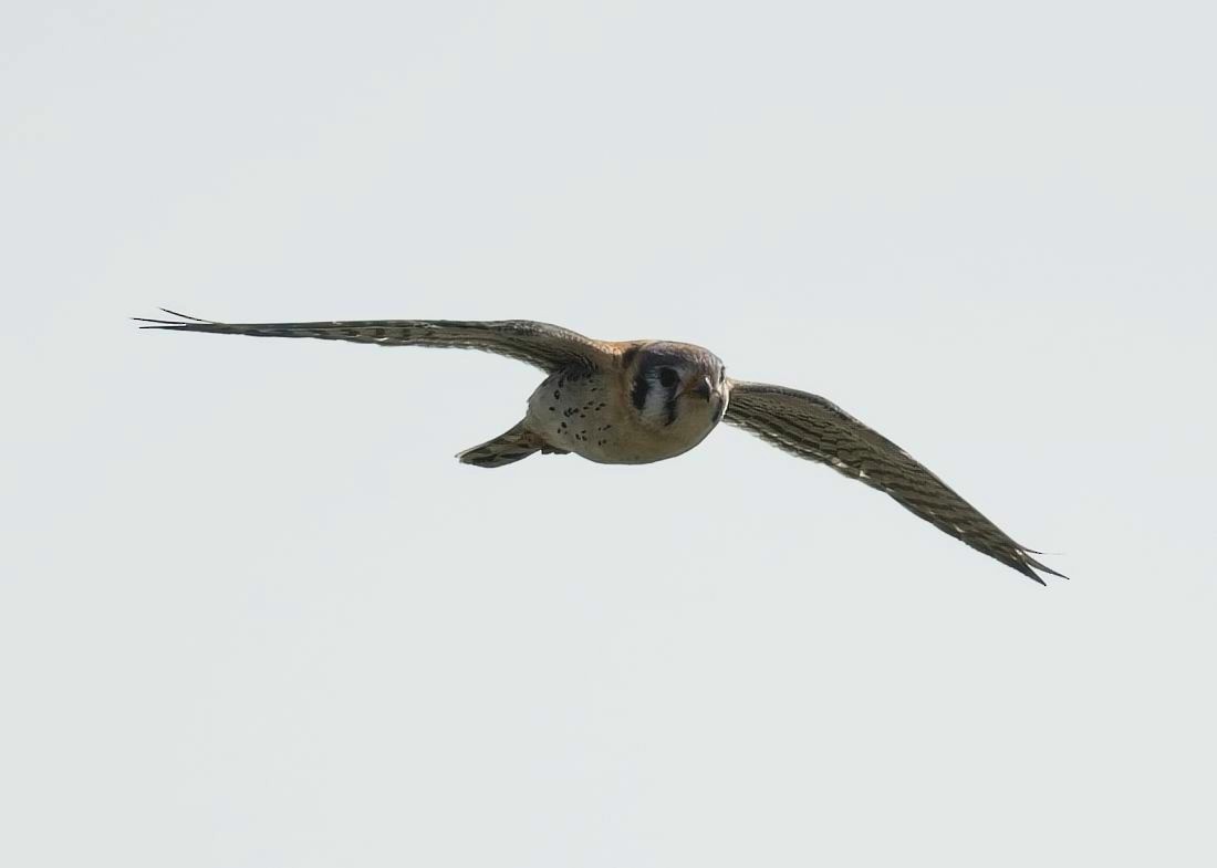 American Kestrel - ML618333013