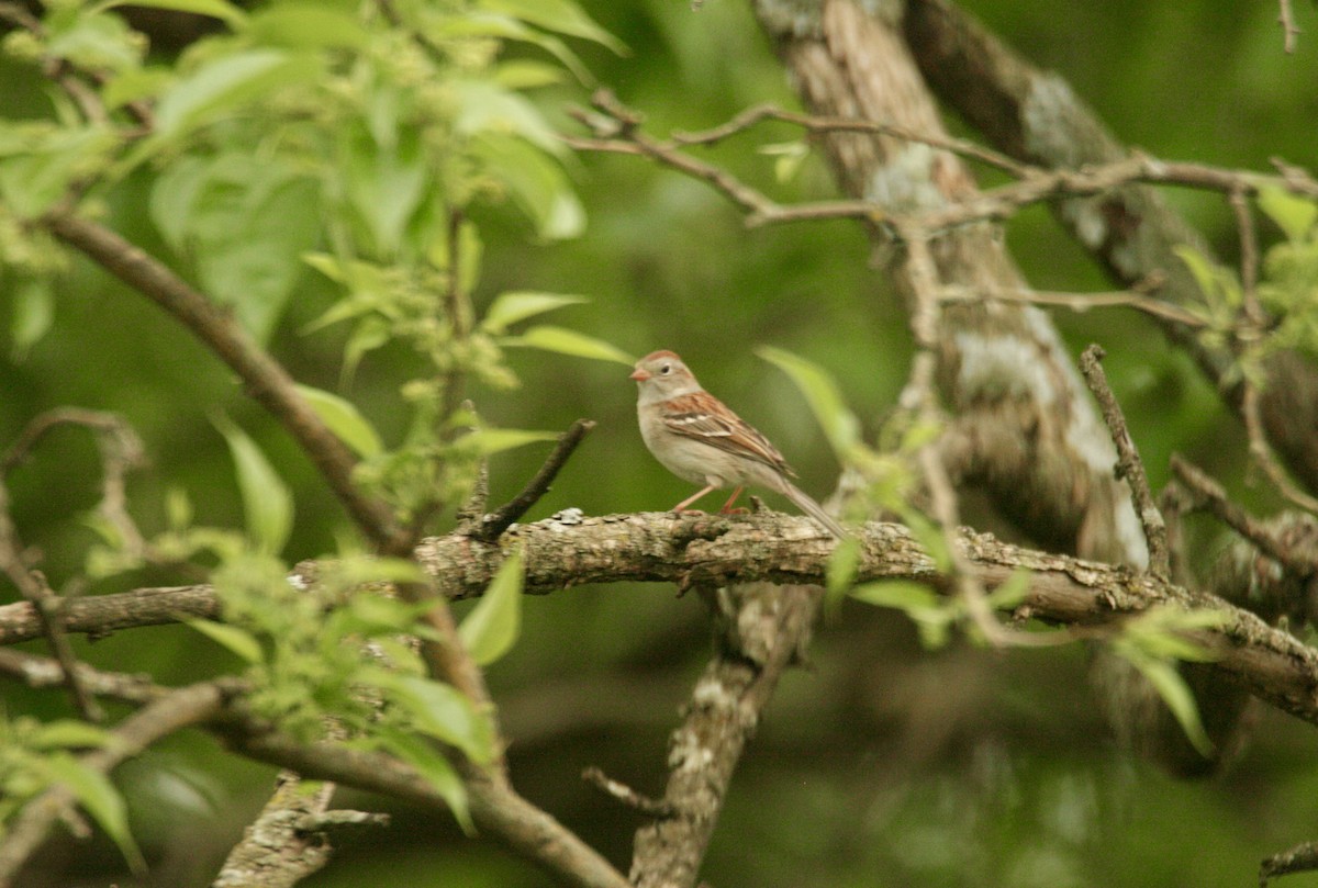 Field Sparrow - Andrew Charles