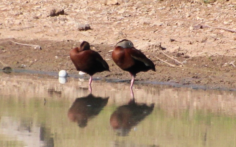 Black-bellied Whistling-Duck - ML618333053