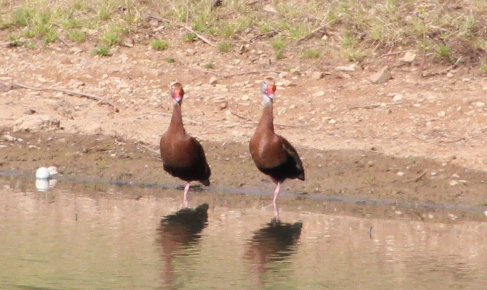 Black-bellied Whistling-Duck - ML618333054