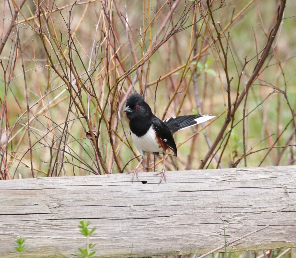 Eastern Towhee - ML618333067