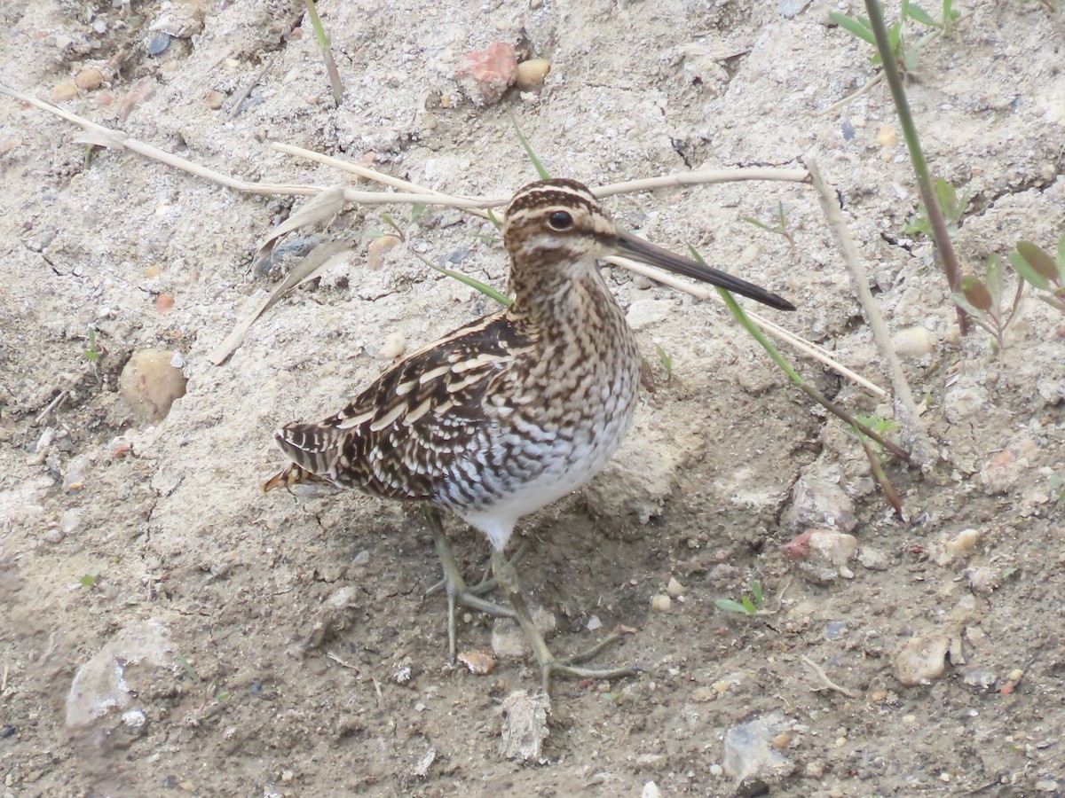 Wilson's Snipe - Port of Baltimore