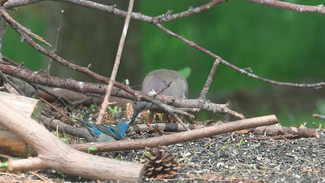 White-winged Dove - ML618333073