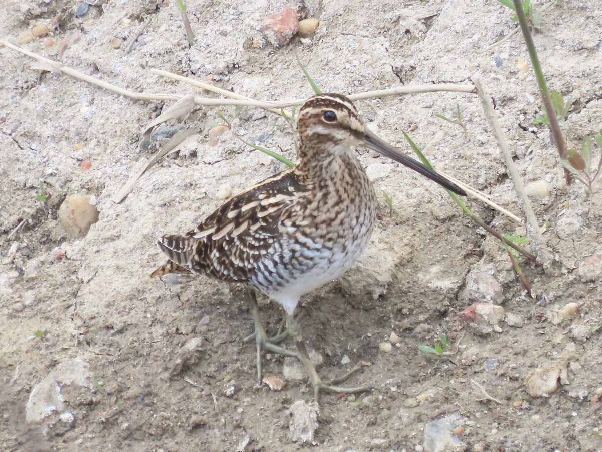 Wilson's Snipe - ML618333075