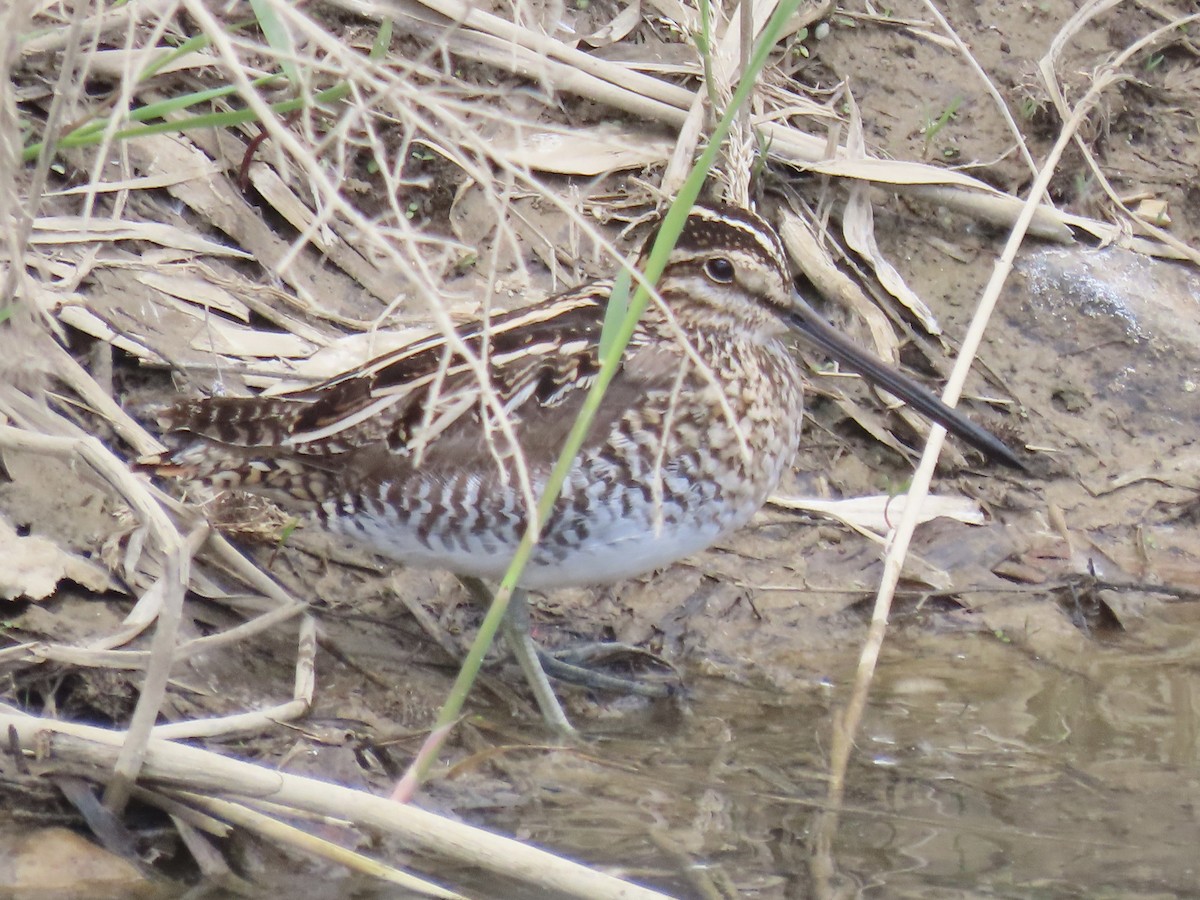 Wilson's Snipe - ML618333081