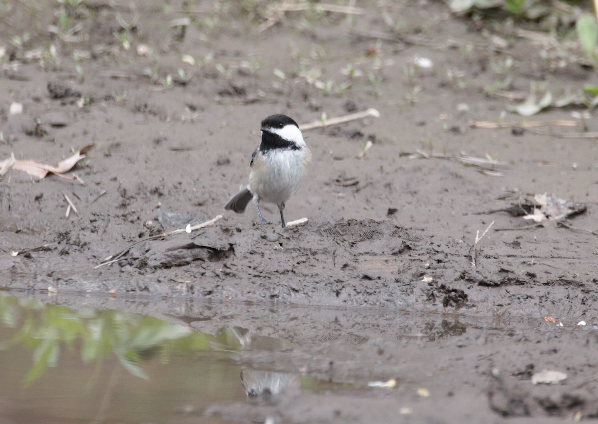 Black-capped Chickadee - ML618333092