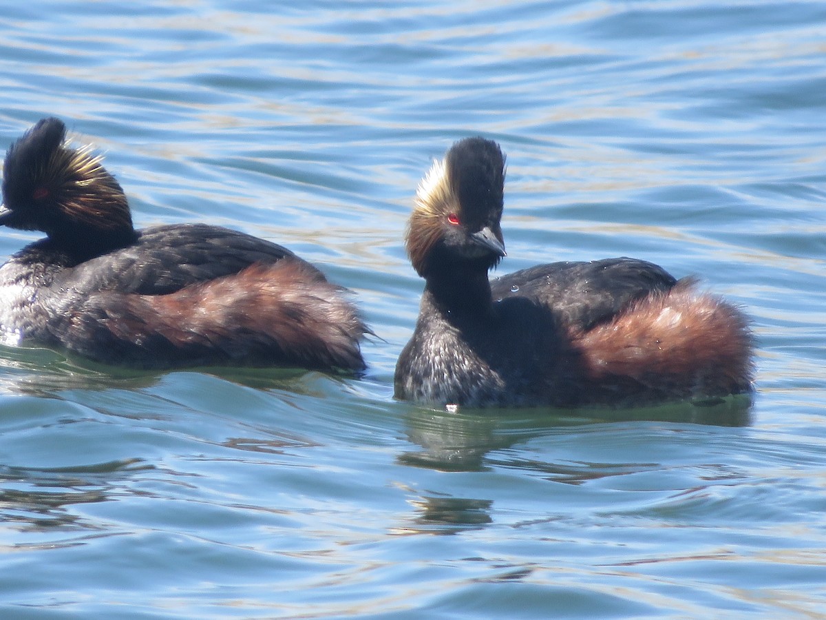 Eared Grebe - ML618333099