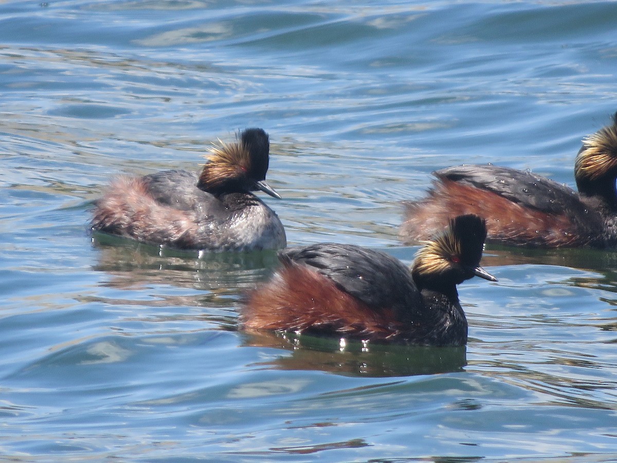 Eared Grebe - ML618333100