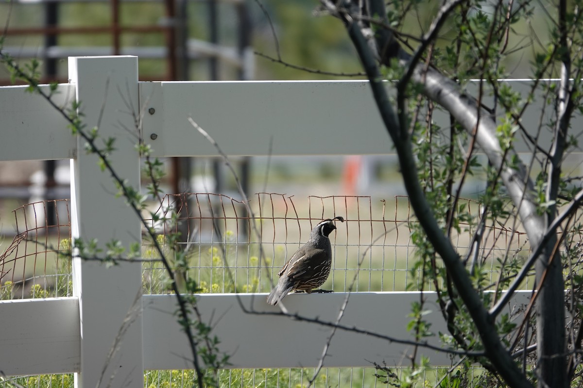 California Quail - ML618333101