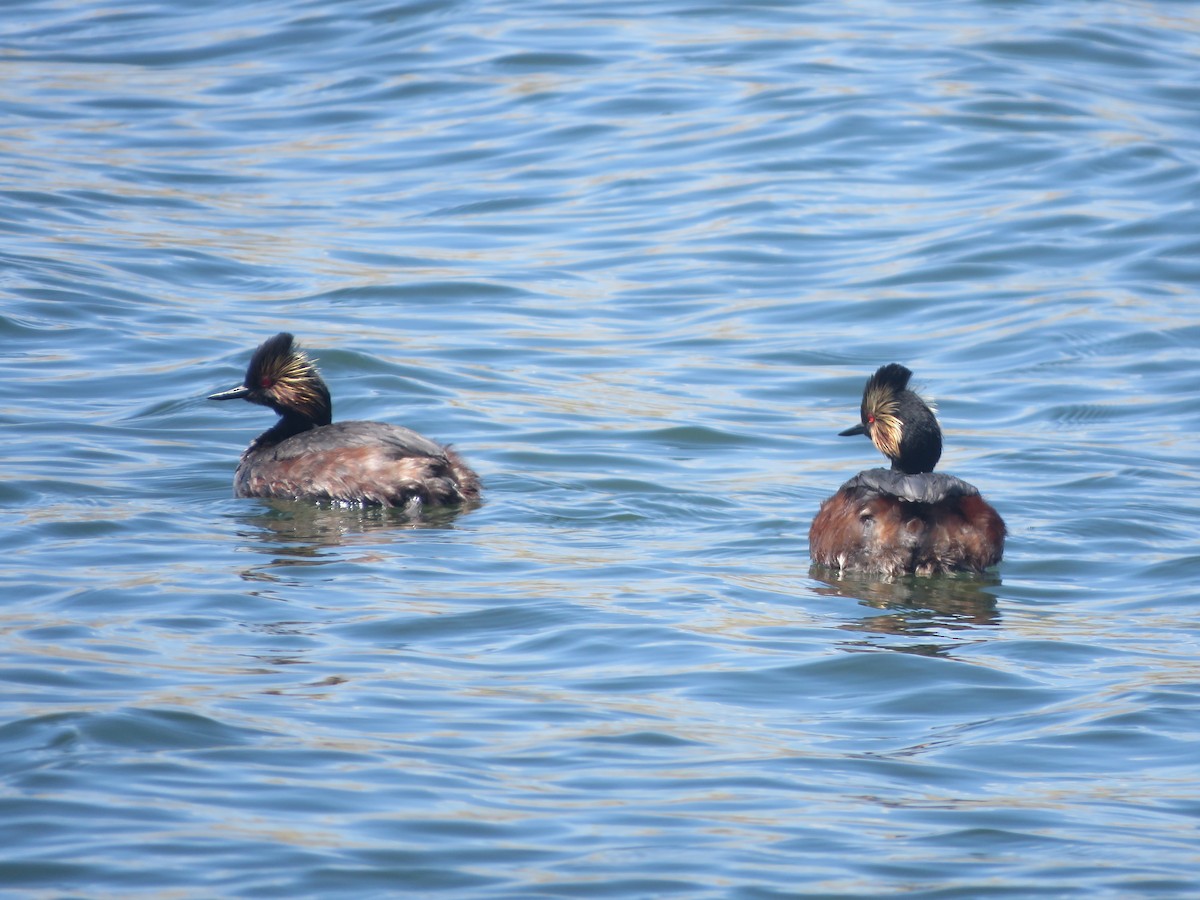 Eared Grebe - Michael Britten