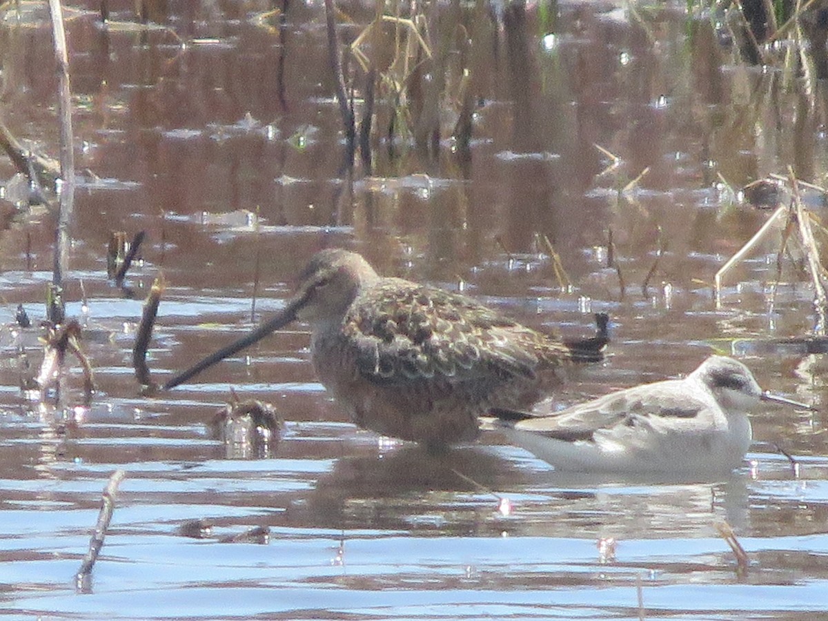Long-billed Dowitcher - ML618333122