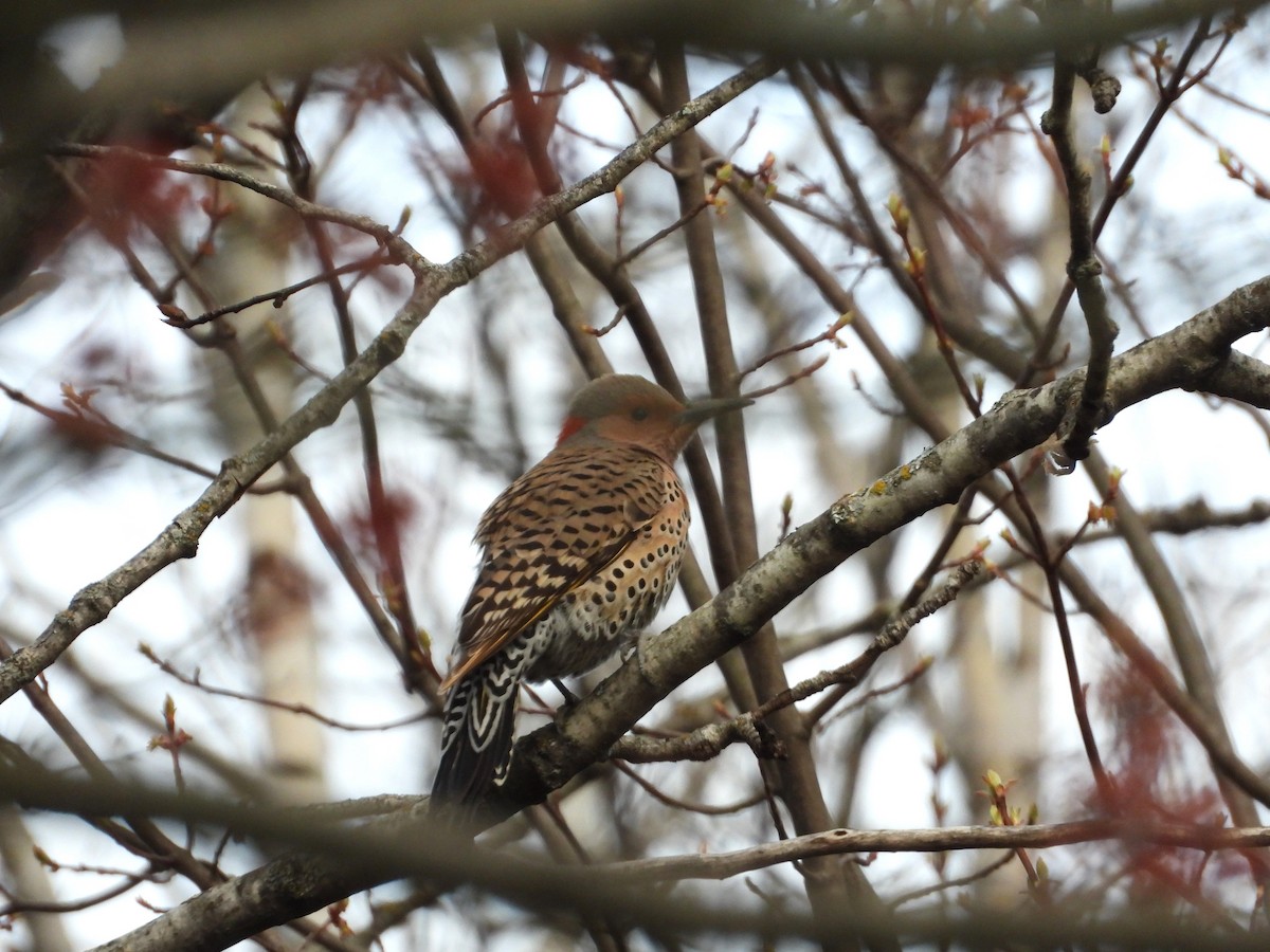 Northern Flicker - ML618333131