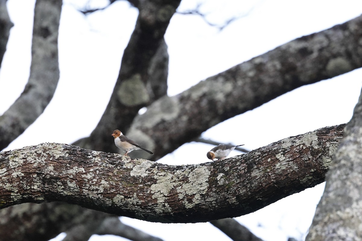 Yellow-billed Cardinal - ML618333134