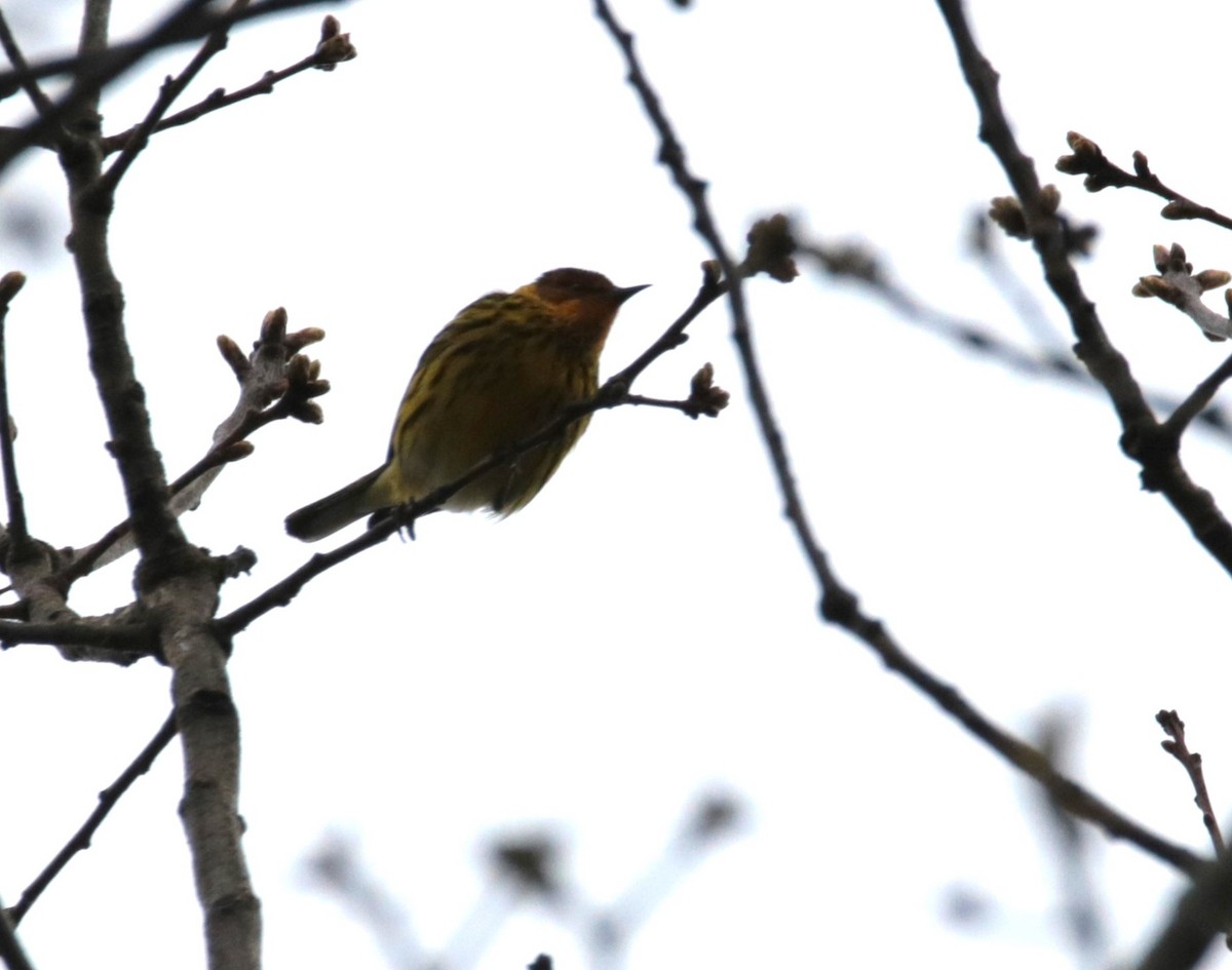 Cape May Warbler - ML618333153