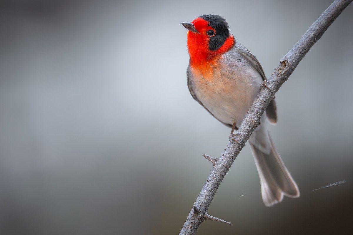 Red-faced Warbler - ML618333161
