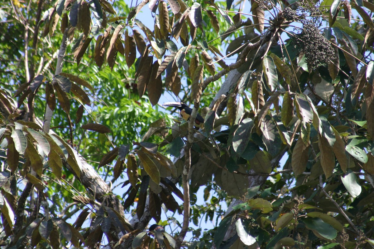 Collared Aracari - Sylvie Vanier🦩