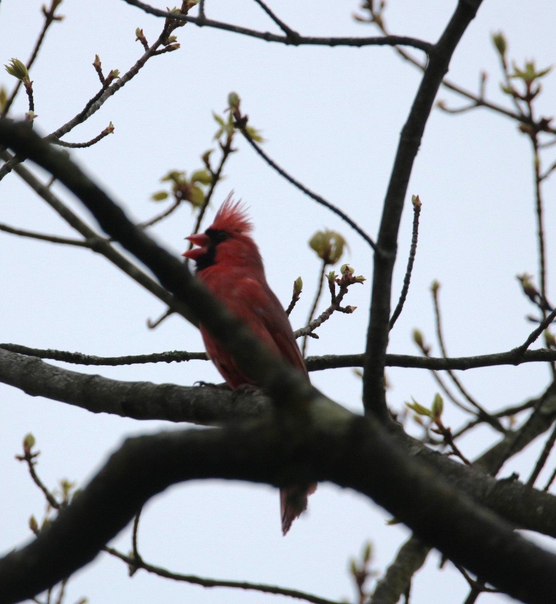 Northern Cardinal - ML618333192