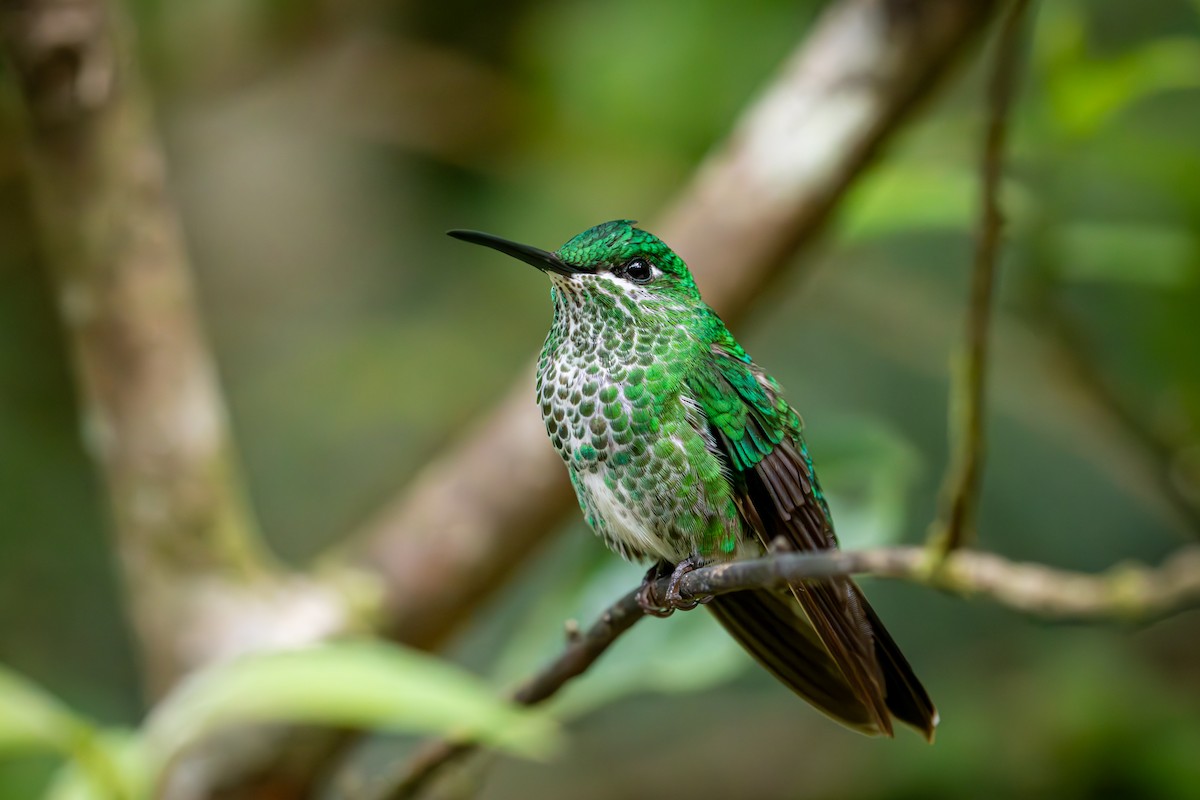 Green-crowned Brilliant - Michael Warner