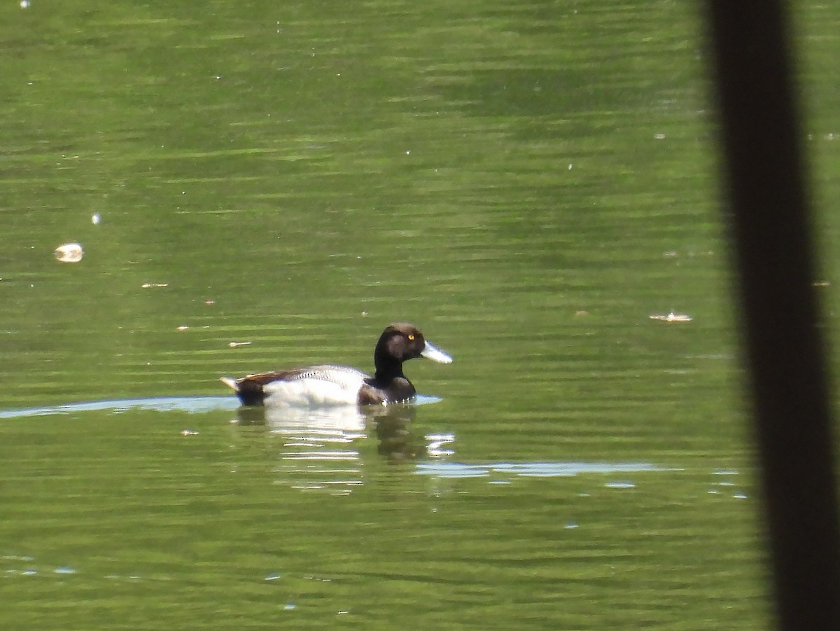 Lesser Scaup - ML618333214