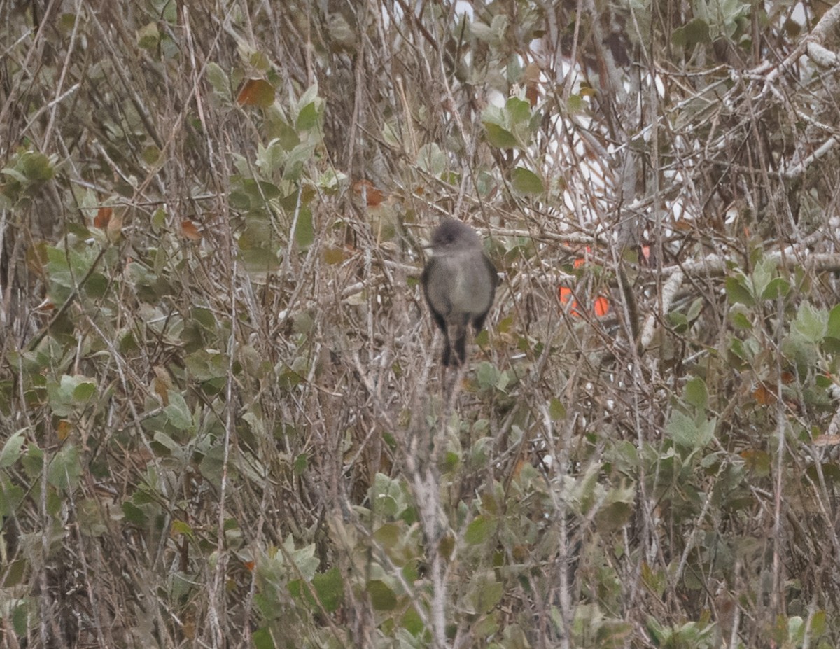 Western Wood-Pewee - John Callender