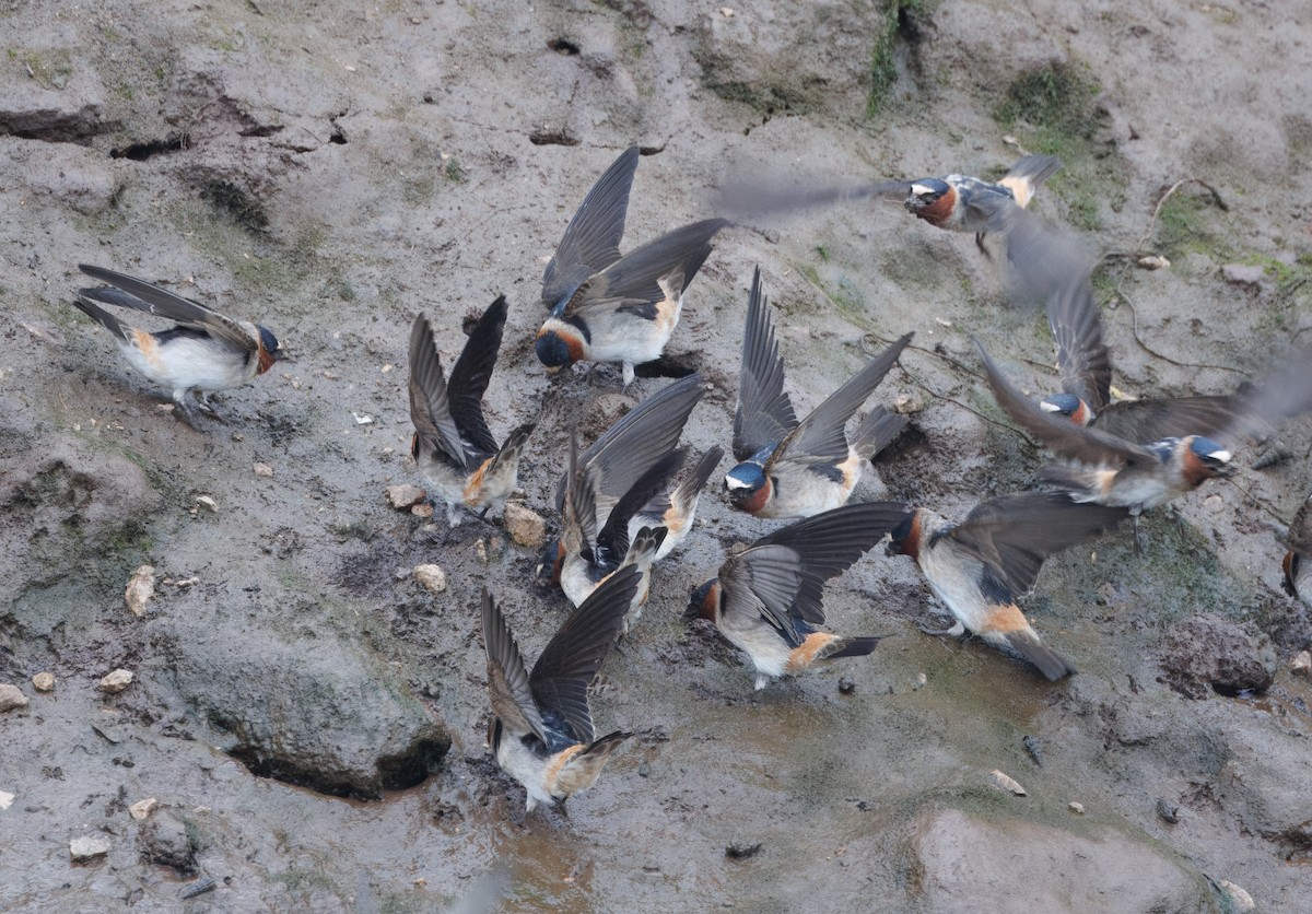 Cliff Swallow - ML618333259