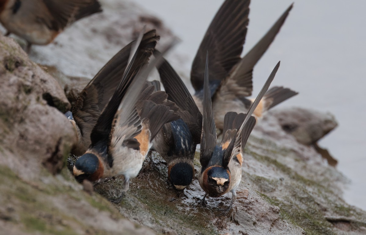 Cliff Swallow - John Callender