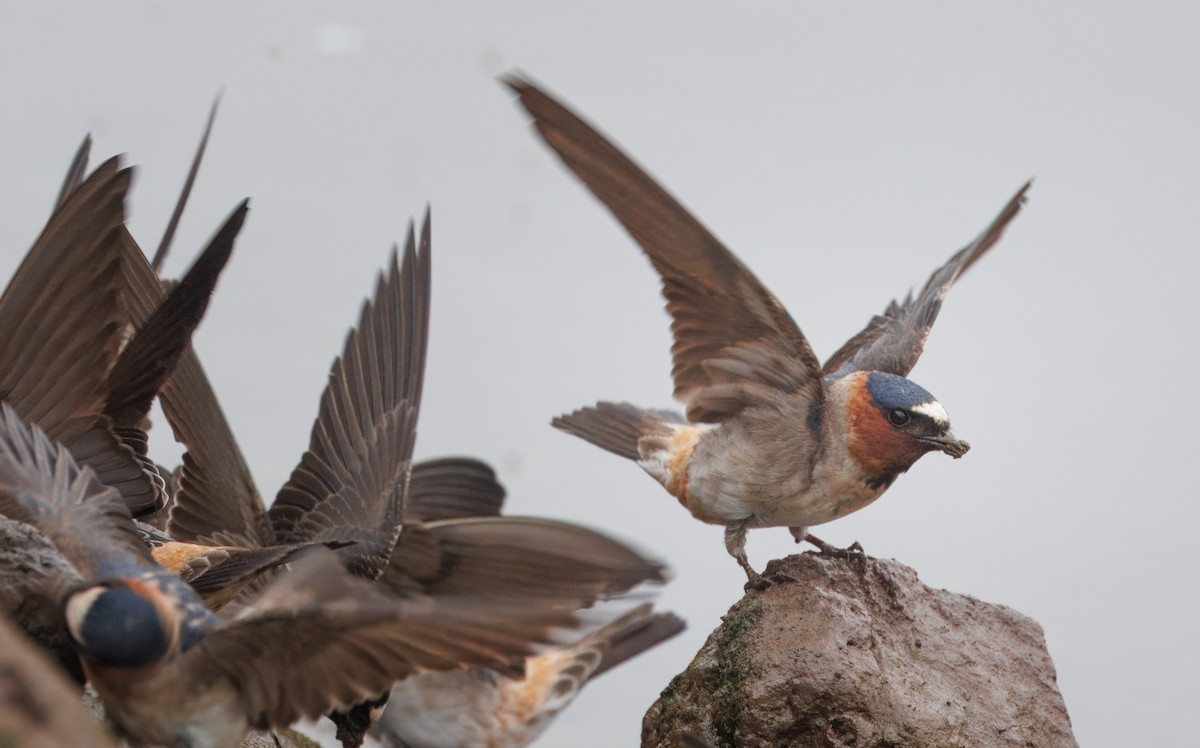 Cliff Swallow - John Callender