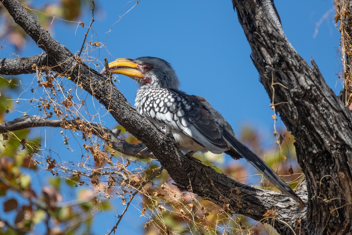 Southern Yellow-billed Hornbill - ML618333279